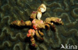 Decoreerde spinkrab (Camposcia retusa)