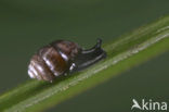 Marsh whorl snail (Vertigo antivertigo)