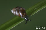 Marsh whorl snail (Vertigo antivertigo)