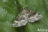 Barred Rivulet (Perizoma bifaciata)