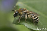 Donkere Zijdebij (Colletes marginatus)