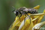 Donkere Zijdebij (Colletes marginatus)