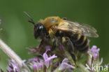 Andrena nigriceps