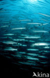 Donkervis Barracuda (Sphyraena qenie)