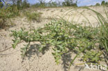 Small Nightshade (Solanum triflorum)