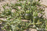 Small Nightshade (Solanum triflorum)