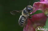 Driedoornige metselbij (Osmia tridentata) 