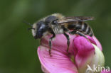 Driedoornige metselbij (Osmia tridentata) 