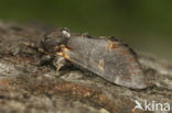 Dromedaris (Notodonta dromedarius)