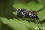 Duinkegelbij (Coelioxys mandibularis) 