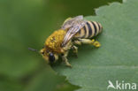 Colletes fodiens