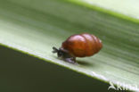 crested vertigo (Vertigo pygmaea)