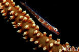 Gorgonian goby (Bryaninops amplus)
