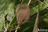 Dwergmuis (Micromys minutus)