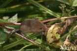 Dwergmuis (Micromys minutus)