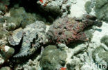 Echte steenvis (Synanceia verrucosa)