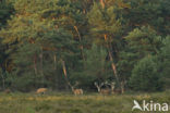 Red Deer (Cervus elaphus)