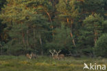 Red Deer (Cervus elaphus)