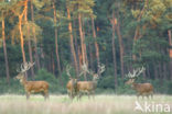 Red Deer (Cervus elaphus)