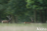 Red Deer (Cervus elaphus)