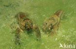 Europese rivierkreeft (Astacus astacus) 