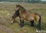 Exmoorpony