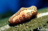 Flamingotong (Cyphoma gibbosum)