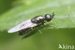 flecked snout (Nemotelus notatus)