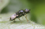 flecked snout (Nemotelus notatus)