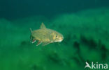 Brook trout (Salvelinus fontinalis)