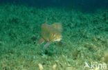 Brook trout (Salvelinus fontinalis)