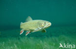 Brook trout (Salvelinus fontinalis)