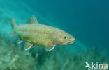 Brook trout (Salvelinus fontinalis)