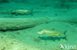 Arctic charr (Salvelinus alpinus)