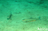 Arctic charr (Salvelinus alpinus)