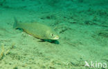 Arctic charr (Salvelinus alpinus)