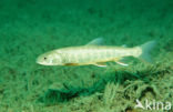 Arctic charr (Salvelinus alpinus)