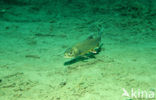 Arctic charr (Salvelinus alpinus)