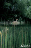 Great Crested Grebe (Podiceps cristatus)