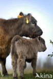 Galloway Cow (Bos domesticus)