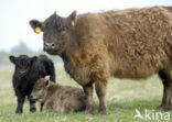 Galloway Cow (Bos domesticus)