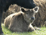 Galloway Cow (Bos domesticus)