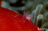 Anemone Shrimp (Periclimenes tosaensis)