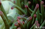 Anemone Shrimp (Periclimenes tosaensis)