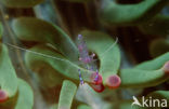 Anemone Shrimp (Periclimenes tosaensis)