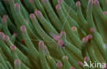 Anemone Shrimp (Periclimenes tosaensis)