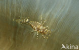 Commensal Shrimp