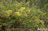 Geel walstro (Galium verum)