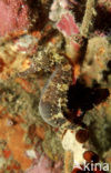 spotted seahorse (Hippocampus kuda) 