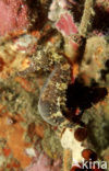 Geel Zeepaardje (Hippocampus kuda) 